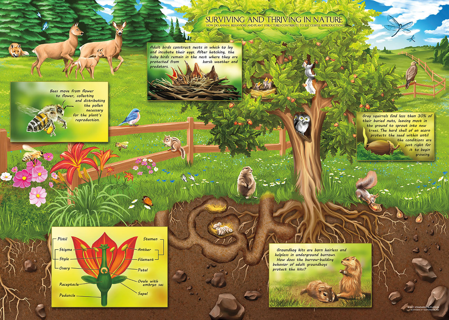 Plant Structures, Animal Behaviors Puzzle - Middle School Education –  Standards in Puzzles